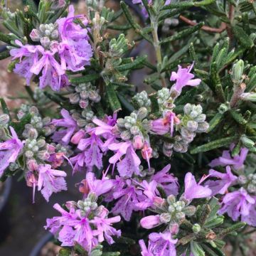 Pink Majorca Rosemary - Pink Flowering Rosmarinus officinalis