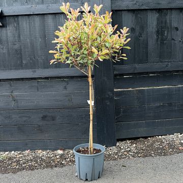 SPECIAL DEAL - Photinia PINK MARBLE Standard Topiary Tree - circa 100-110cms