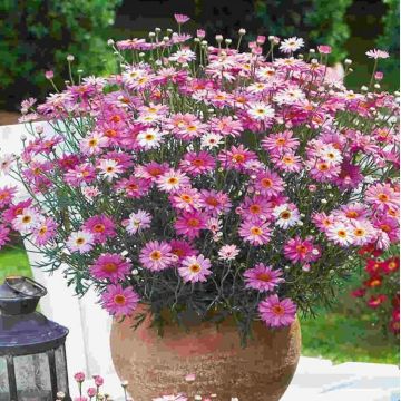 Giant Flowered PINK Marguerite Daisy Bushes - Argyranthemum frutescens rosea - Perfect for Patio