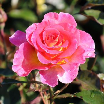 Rose 'Pink Paradise' - Hybrid Tea Rose