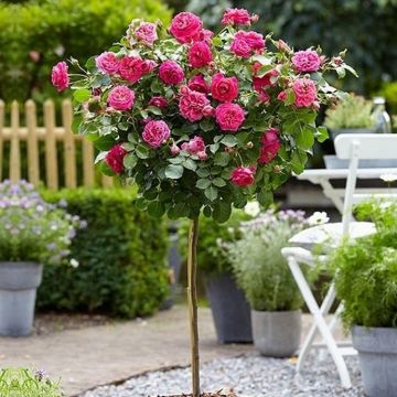 Large Standard PINK Rose Tree 'Carla'  - circa 150cms tall