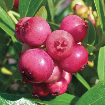 Blueberry Pink Lemonade - LARGE Plant - for the Patio or Garden - Pink Berry Plants