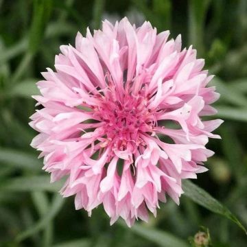 Centaurea cyanus Ball Pink - Cornflower