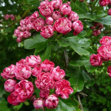 Crataegus Laevigata Rosea Flore Pleno Crataegus Laevigata Rosea Flore Pleno