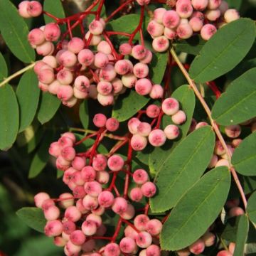 Sorbus pseudohupehensis 'Pink Pagoda' - Hupeh Rowan Tree