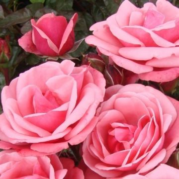 Rose 'Pink Perpetue' - Climbing Rose