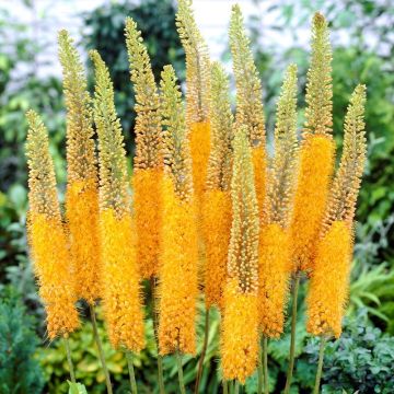Eremurus x isabellinus Pinokkio - Foxtail Lily