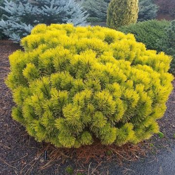 Pinus mugo Carstens Wintergold - Dwarf Winter Gold Palm