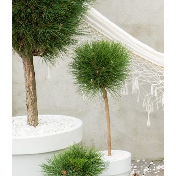 Pinus Summer Breeze - Patio Tree