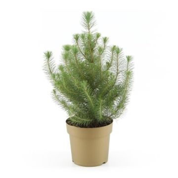 Pinus 'Silver Crest'