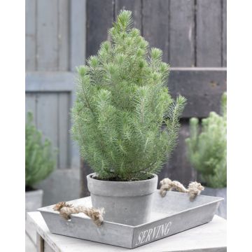 Christmas Tree - Pinus pinea Silver Crest - Stone Pine