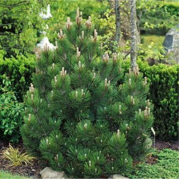 Pinus heldreichii Compact Gem