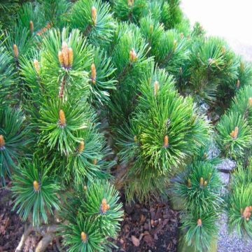 Pinus mugo - Dwarf Mountain Pine
