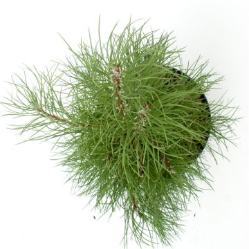 Pinus nigra Koekelare