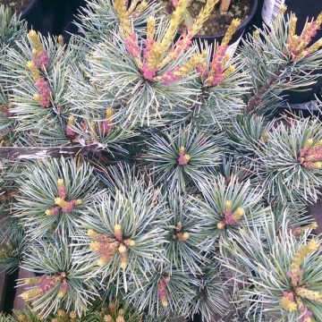 Pinus parviflora negishi