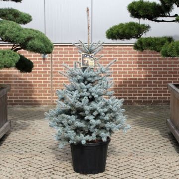 Large 100-120cm BLUE SPRUCE - Luxury Fresh Christmas Tree (Picea pungens glauca) - FOR IMMEDIATE DISPATCH