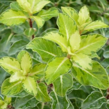 Pittosporum tenuifolium Gold Star (Abbotsbury Gold) - Large