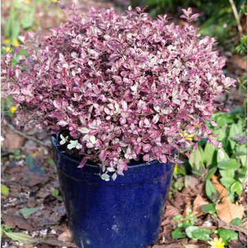 Pittosporum tenuifolium 'Bannow Bay' 
