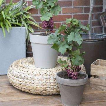 Dwarf Grape Vine - Vitis Pixie - 'Cabernet Franc'