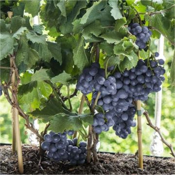 Dwarf Grape Vine - Vitis Pixie - Pinot Noir