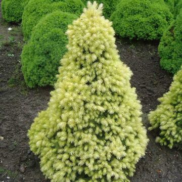Picea glauca J W Daisy's White - White Spruce