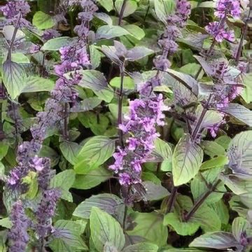 Blue Basil Herb – Ocimum ‘African Blue’