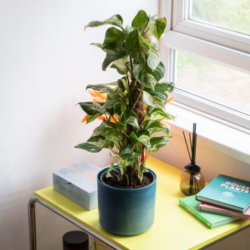 Epipremnum Manjula - Happy Leaf Pothos