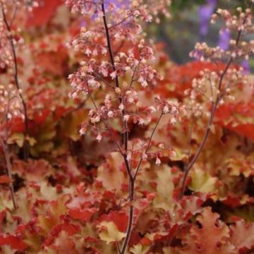 Heuchera Orangeberry