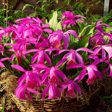 Garden Orchid - Pleione formosana  tongariro 