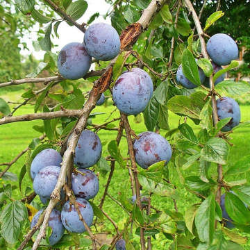Plum Tree - Haganta Bush (Julien A)