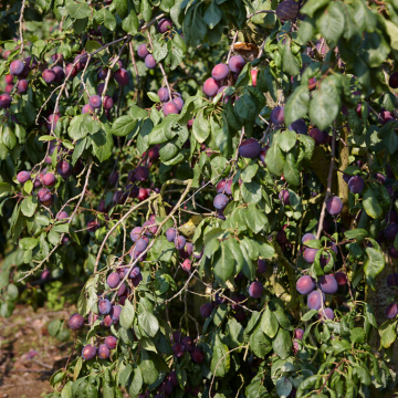 Plum Tree - Jubilee Bush (Julien A)