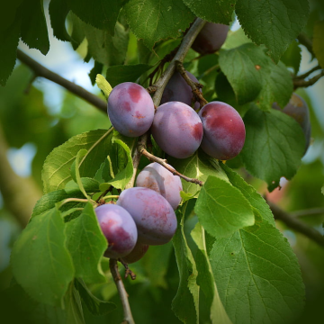 Plum Tree - Katinka Bush (Julien A)