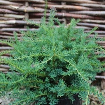 Podocarpus lawrencei Blue Gem