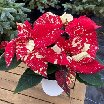 Poinsettia -  'Red Glitter' in White Pot