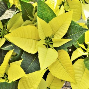 YELLOW Poinsettia - The Essential Christmas Plant in Yellow!
