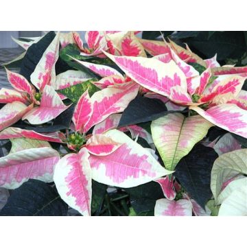 MARBLED Poinsettia - Essential Christmas Plants