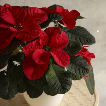 RED Poinsettia - Christmas Mouse
