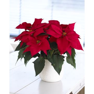 RED Poinsettia - The Essential Christmas Plant