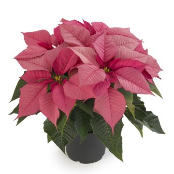 PINK Poinsettia - The Essential Christmas Plant in Pink!