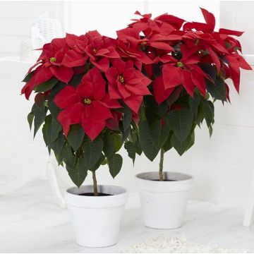 Large Statement Red Poinsettia Tree with White Cover Pot in Jute Presentation Bag