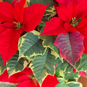 Poinsettia Red Tapestry - Rare variegated Poinsettia