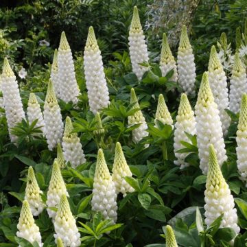 Lupinus West Country Lupins Polar Princess