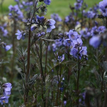 Polemonium 'Bressingham Purple'