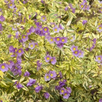 Polemonium caeruleum Brise d'Anjou - Golden Feathers Jacobs Ladder