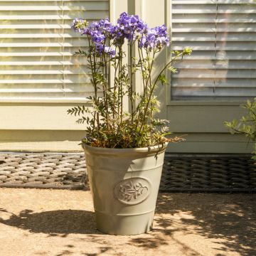 Polemonium 'Bressingham Purple' - Jacob's Ladder Plant - in Bud and Bloom
