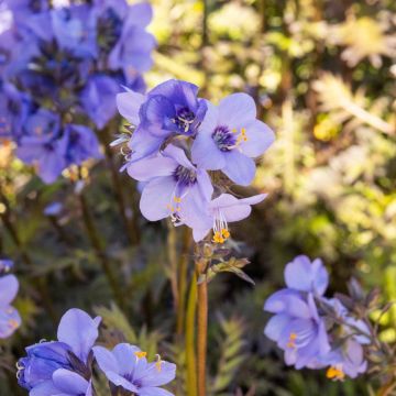 Polemonium 'Bressingham Purple' - Jacob's Ladder Plant - in Bud and Bloom