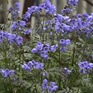 Polemonium Heaven Scent