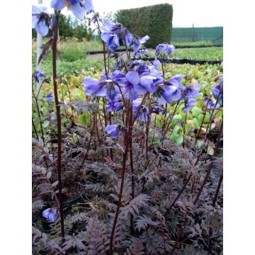 Polemonium yezoense Purple Rain - Jacobs Ladder