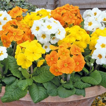 Polyanthus Daffodil Mixed - Pack of SIX Plants