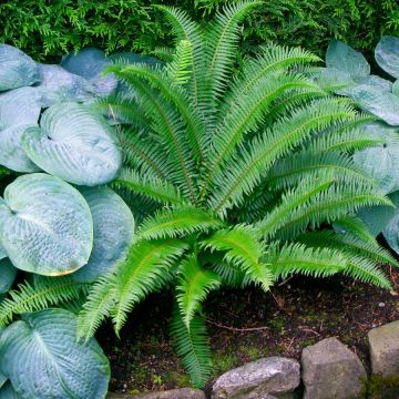 Polystichum Munitum - Western Sword Fern